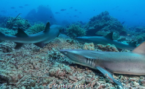White tip reef sharks at Tubbataha by Mathias Weck 